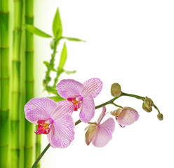 pink orchid and bamboo - spa background