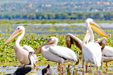 Some Pelicanos in the Lake Naivasha