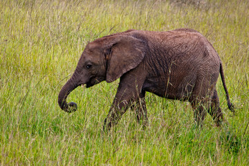 Small Elephant in Kenya