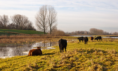 Galloway cows and bulls in a small Dutch nature reserve