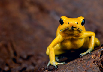 Obraz premium poison frog