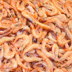 prawns