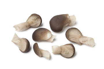 Common oyster mushrooms
