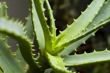 Naklejka premium Aloe