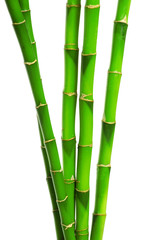 Bamboo