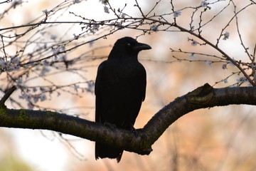 Maître corbeau © dom60