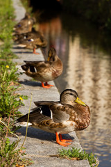 Enten am Bach