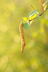 Birch twig with aments