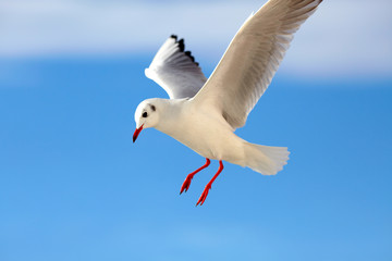 Seagull