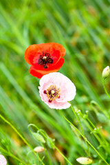 A pink poppy and a red poppy