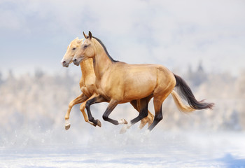 Obraz na płótnie Canvas purebred horses