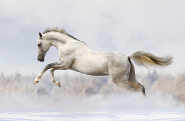 silver-white stallion