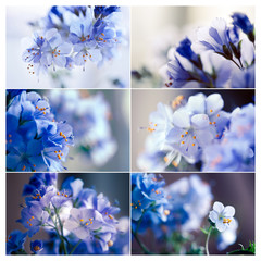 Set of 6 pics of violets, extreme close up