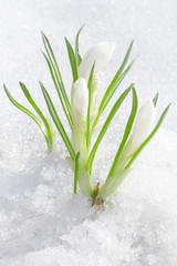 Crocus flowers, spring snowdrops buds in snow