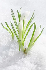 Crédence de cuisine en verre imprimé Crocus Crocus flowers, spring snowdrops buds in snow