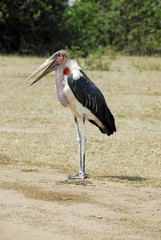 Marabou Stork, Queen Elizabeth National Park, Uganda