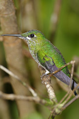Resting Hummingbird