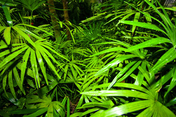Green Leaves