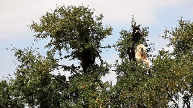 Ziegen im Arganbaum
