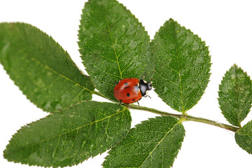 Ladybug on green leaf isolated on white