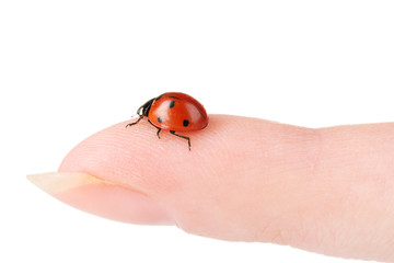 ladybird on finger isolated on white