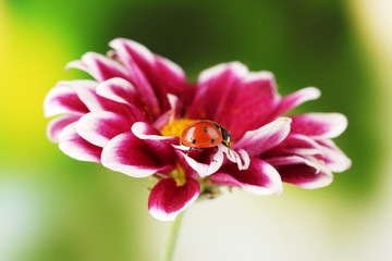 Ladybug on beautiful flower on green background