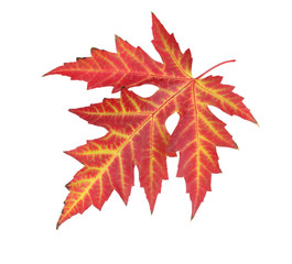 Fototapeta premium vivid autumn maple leaf isolated on white