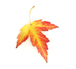 vivid autumn maple leaf isolated on white