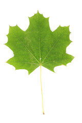 beautiful green maple leaf isolated on white