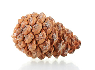 Beautiful pine cone isolated on white