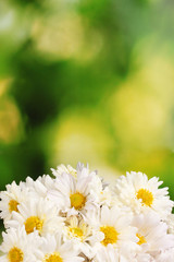 beautiful bouquet of daisies on  green background
