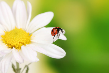 Ladybud sitting on chamomile flower on green background