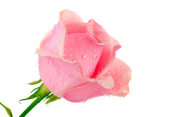 Pink rose isolated on white