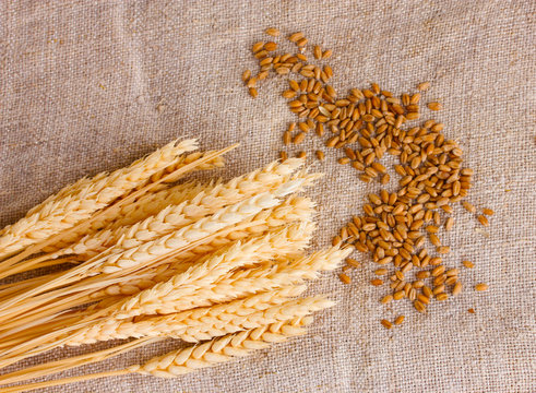 wheat and wheat-ears on burlap closeup