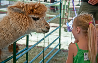 ALBANY, OR - JULY 16 - Linn County Fair Child and Alpaca