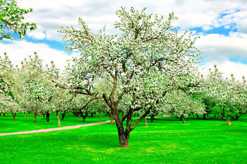 Fototapeta na wymiar floral apple trees over blue sky in spring park