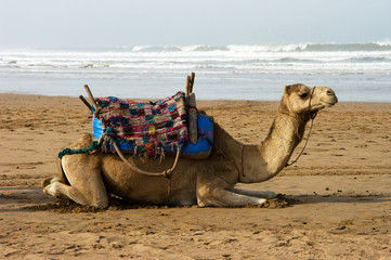 Camel lies on the beach