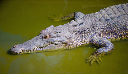 Saltwater Crocodile