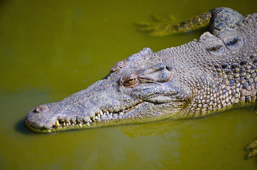 Saltwater Crocodile