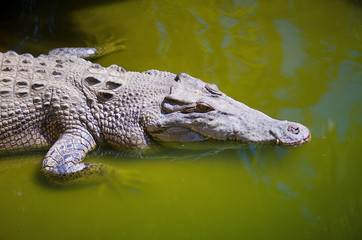 Saltwater Crocodile