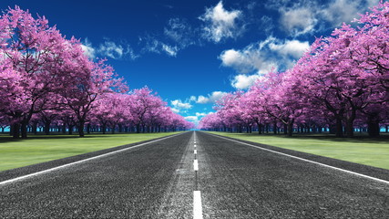 Fototapeta premium 桜並木