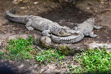 Big Crocodile
