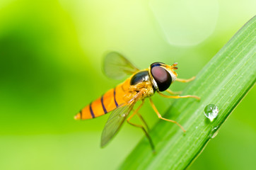 Fruit files or Flower files in green nature