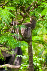 Sloth in the Tree