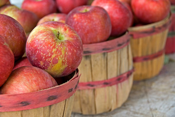 apples in bushel basket