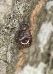 Springtail (Collembola) sitting on wood
