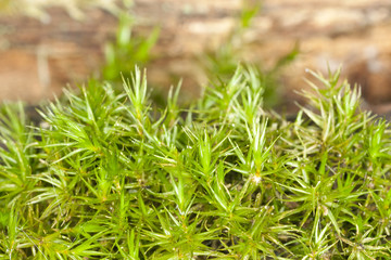 Green moss, macro photo