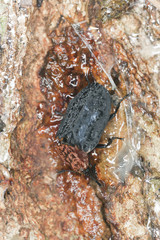 oiceoptoma thoracicum, red-breasted carrion beetle