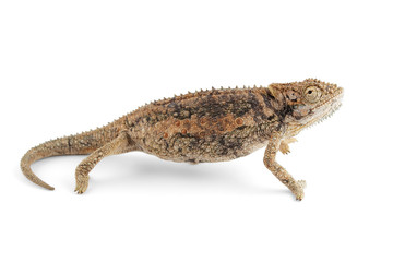 Naklejka premium Dwarf chameleon on white