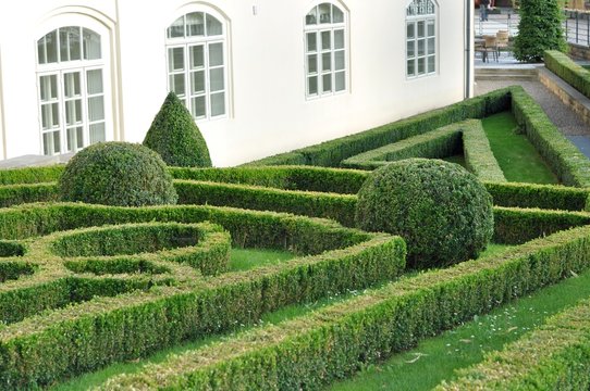 labirynt żywopłot